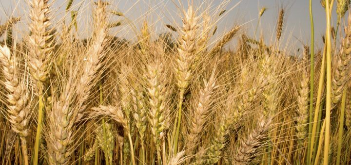 wheat, grain, crop-5011249.jpg