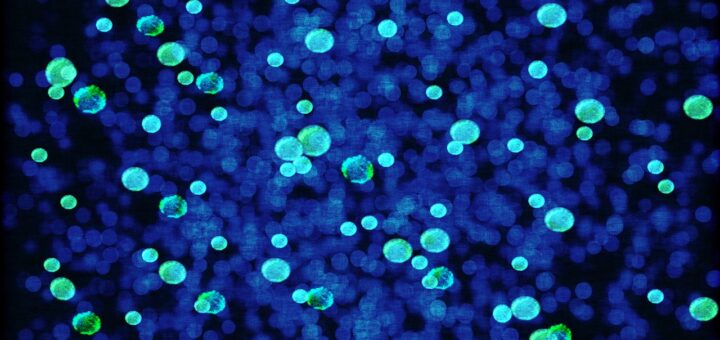 bacteria, bacterial species, imitation-808751.jpg