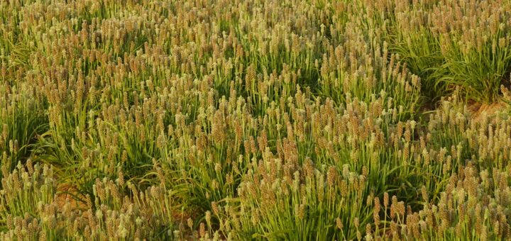 isabgol, crop, plantago ovata-4922201.jpg